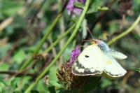 Colias crocea