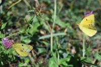 Colias crocea