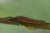 Agriphila tristella