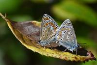 Polyommatus icarus