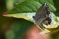 Cacyreus marshalli