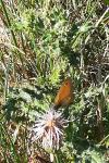 Coenonympha pamphilus