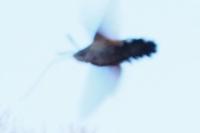 Macroglossum stellatarum