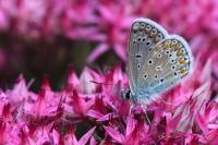 Polyommatus icarus