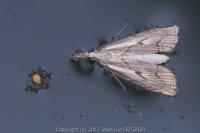 Agriphila geniculea