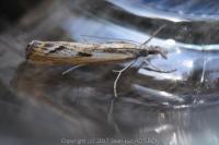 Agriphila inquinatella
