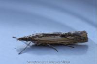 Agriphila inquinatella