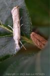 Agriphila geniculea