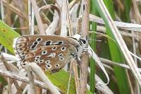 Lysandra bellargus