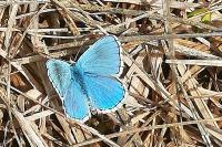 Lysandra bellargus