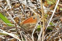 Coenonympha pamphilus