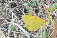 Colias crocea
