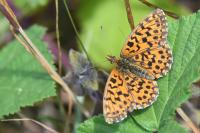 Boloria dia
