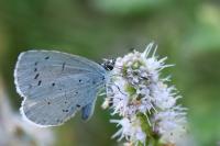 Celastrina argiolus