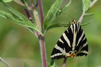 Euplagia quadripunctaria