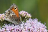 Coenonympha pamphilus