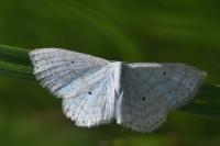 Scopula immutata