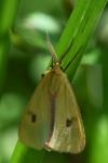 Diacrisia sannio