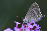 Lampides boeticus
