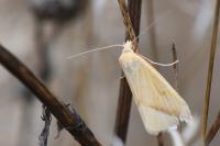 Rhodometra sacraria