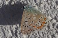 Polyommatus icarus