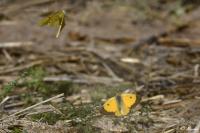 Colias crocea