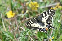 Papilio machaon