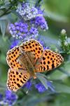 Issoria lathonia