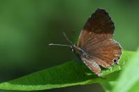 Cacyreus marshalli