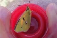 Colias crocea
