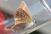 Polyommatus icarus
