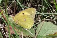 Colias crocea