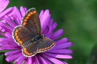 Aricia agestis