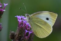 Pieris rapae