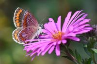 Aricia agestis