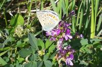 Polyommatus icarus