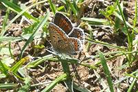 Polyommatus icarus