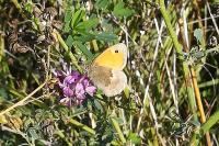 Coenonympha pamphilus