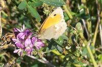 Coenonympha pamphilus
