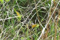 Colias crocea