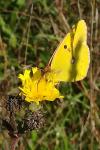 Colias crocea