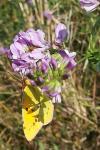Colias crocea
