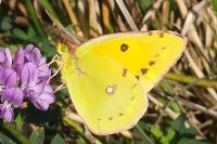 Colias crocea