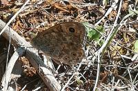 Lasiommata megera
