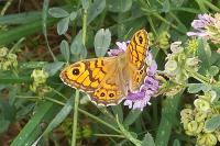 Lasiommata megera