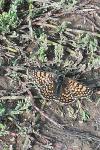 Melitaea cinxia