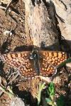 Melitaea cinxia