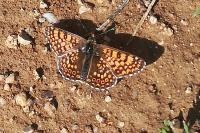 Melitaea cinxia