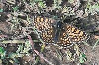 Melitaea cinxia