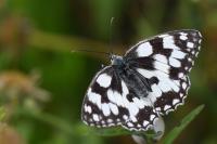 Melanargia galathea